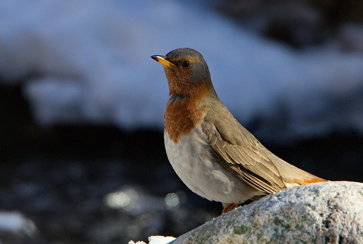 Птицы байкала фото Red-throated Thrush (Turdus ruficollis). Birds of Siberia.