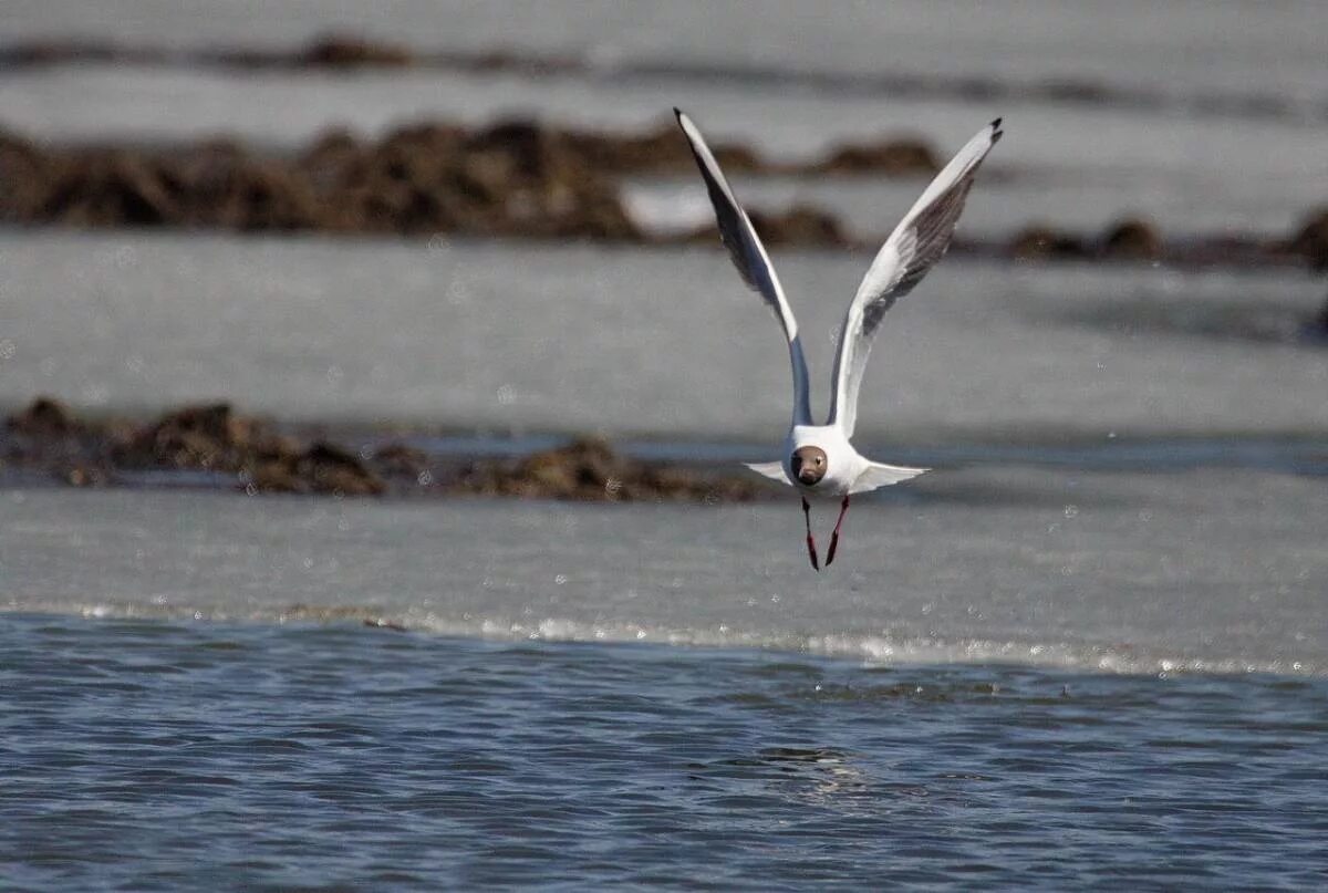 Птицы байкала фото Озёрная чайка (Larus ridibundus). Птицы Сибири.