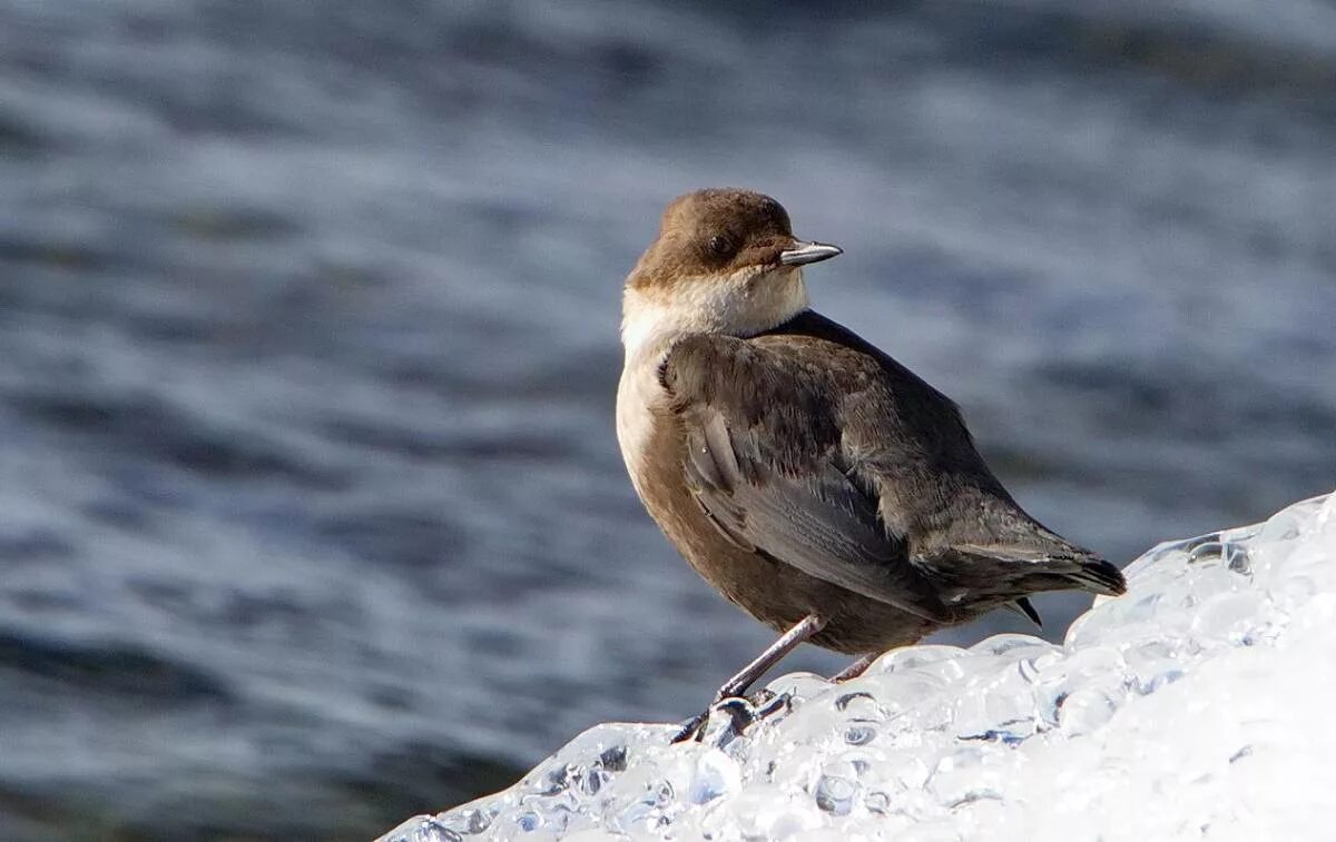 Птицы байкала фото Eurasian Dipper (Cinclus cinclus). Birds of Siberia.