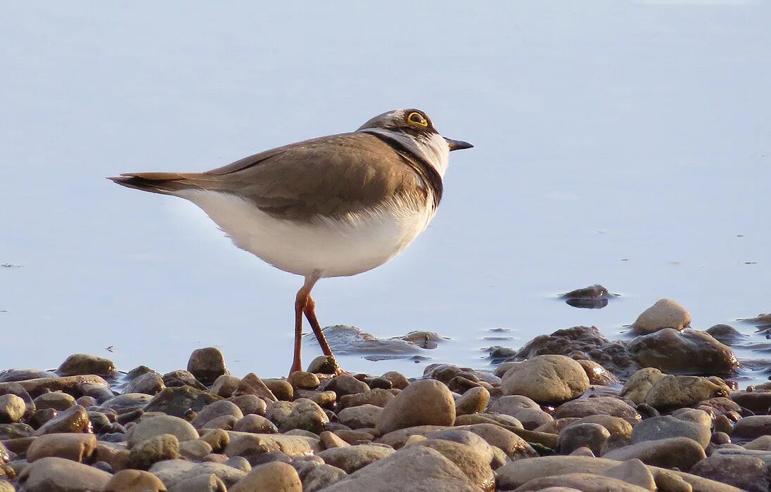 Птицы байкала фото Little Ringed Plover (Charadrius dubius). Birds of Siberia.