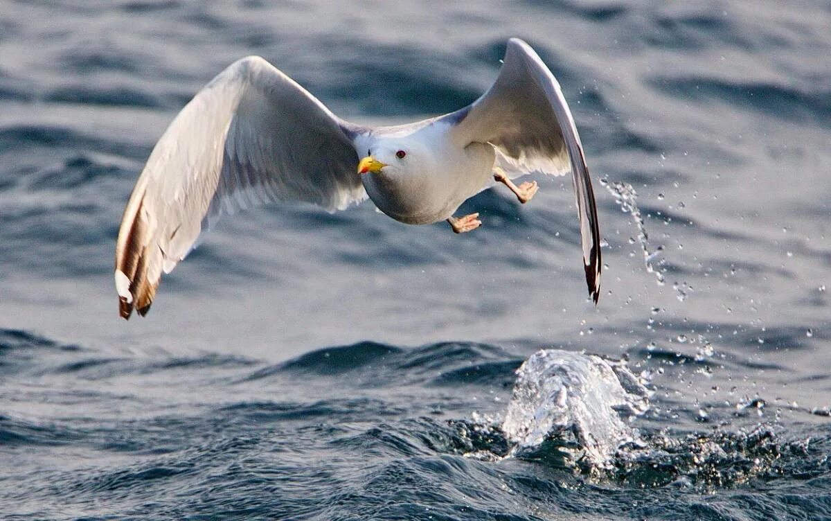 Птицы байкала фото с названием Монгольская чайка (Larus (vegae) mongolicus). Птицы Сибири.