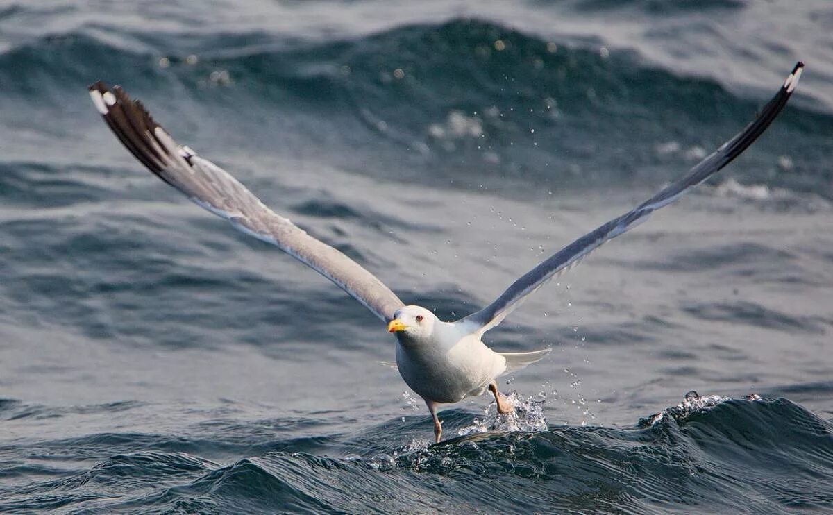 Птицы байкала фото с названием Монгольская чайка (Larus (vegae) mongolicus). Птицы Сибири.