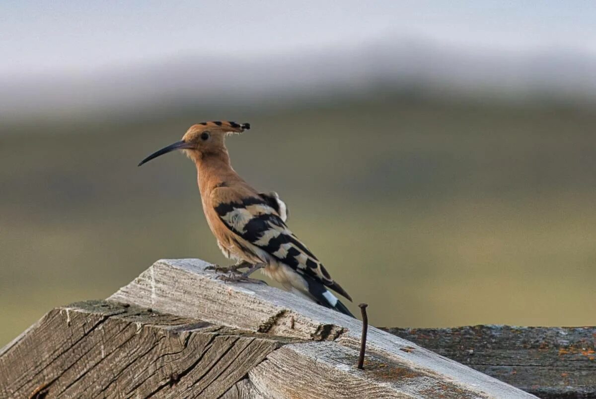 Птицы байкала фото с названием Hoopoe (Upupa epops). Birds of Siberia.