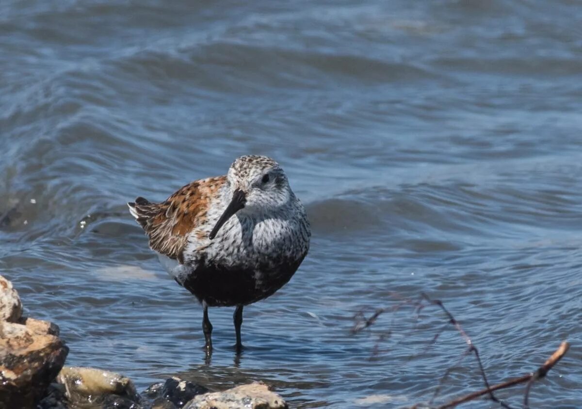 Птицы байкала фото с названием Dunlin (Calidris alpina). Birds of Siberia.