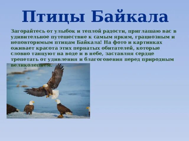 Птицы байкала фото с названием "Птицы Байкала"