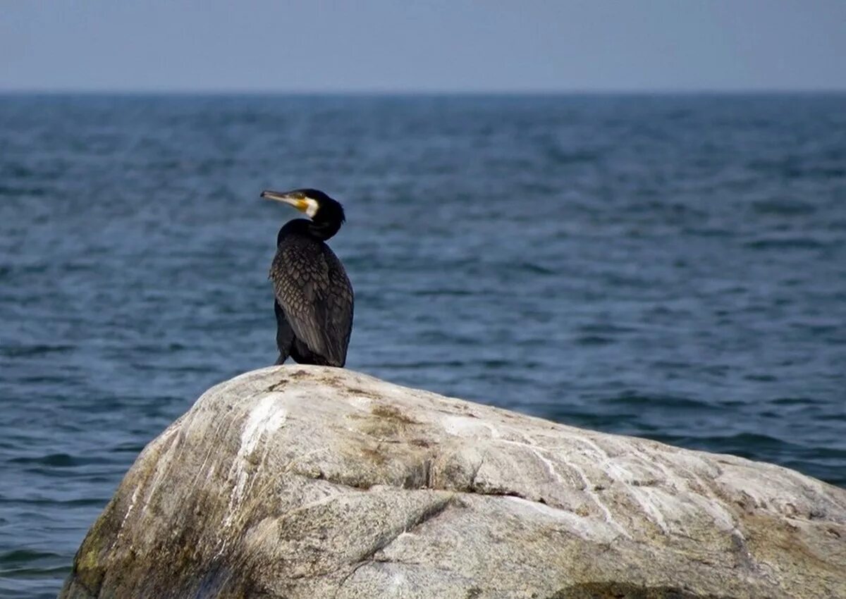 Птицы байкала фото с названием Great Cormorant (Phalacrocorax carbo). Birds of Siberia.