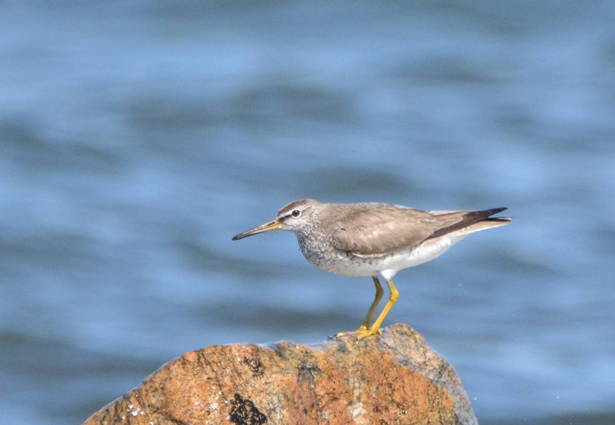 Птицы байкала фото с названием Grey-tailed Tattler (Heteroscelus brevipes). Birds of Siberia.