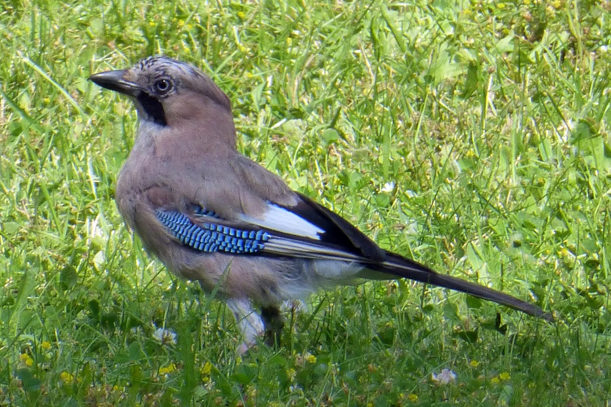 Птицы беларуси фото и название Jay Bird Forest free image download