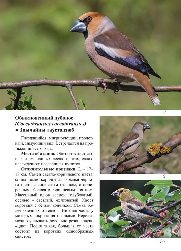 Птицы беларуси фото и описание название Лесные птицы беларуси Foto-Gadanie.ru