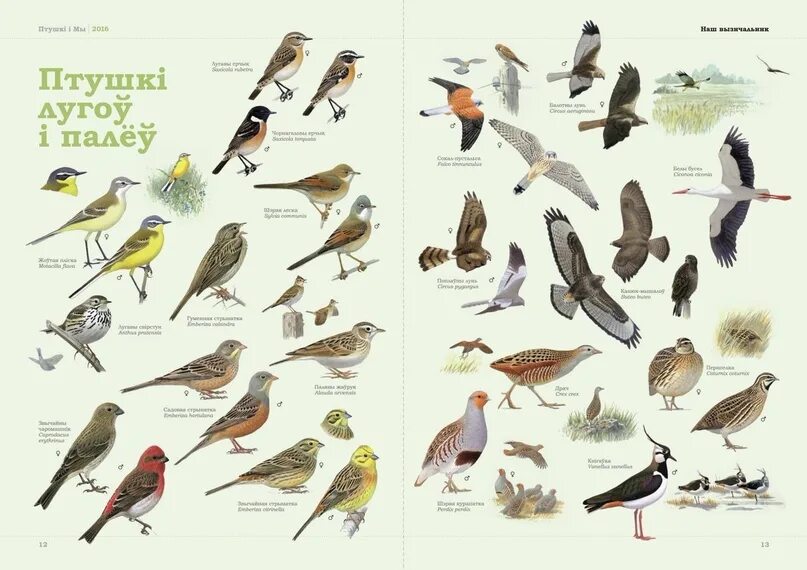 Птицы беларуси фото и описание название Пять мест в Беларуси, где можно увидеть редких птиц: Весна - лучшее время, чтобы