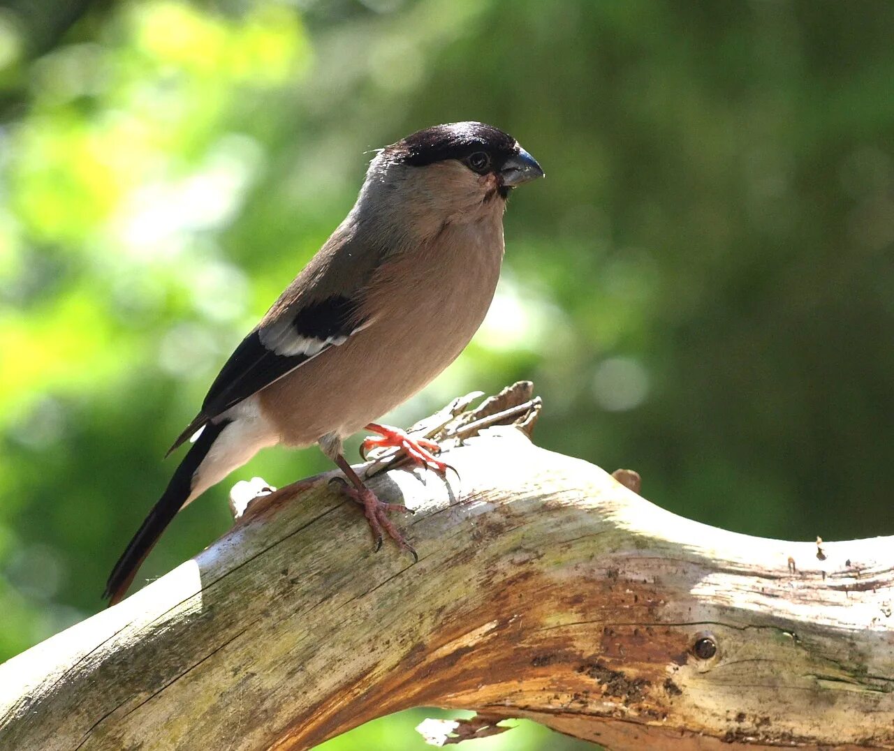 Птицы белгорода фото Edit free photo of Gimpel,female,bird,pyrrhula,songbird - needpix.com