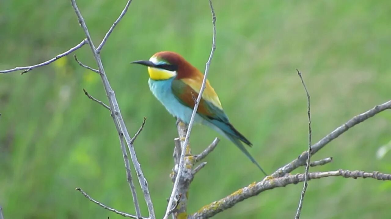 Птицы белгорода фото с названиями Merops Apiaster, Belgorod, Russia, file 5790 - YouTube