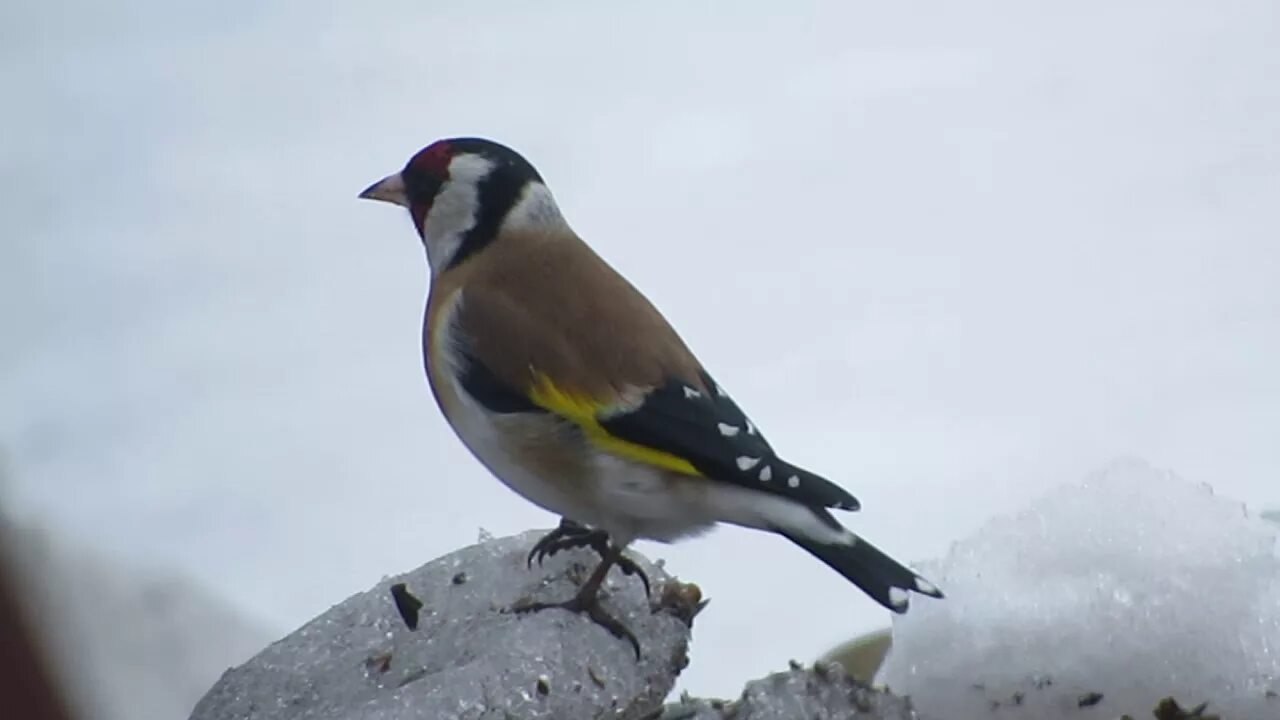 Птицы белгородской области фото Goldfinch invasion in Belgorod region, Russia file 9470 - YouTube