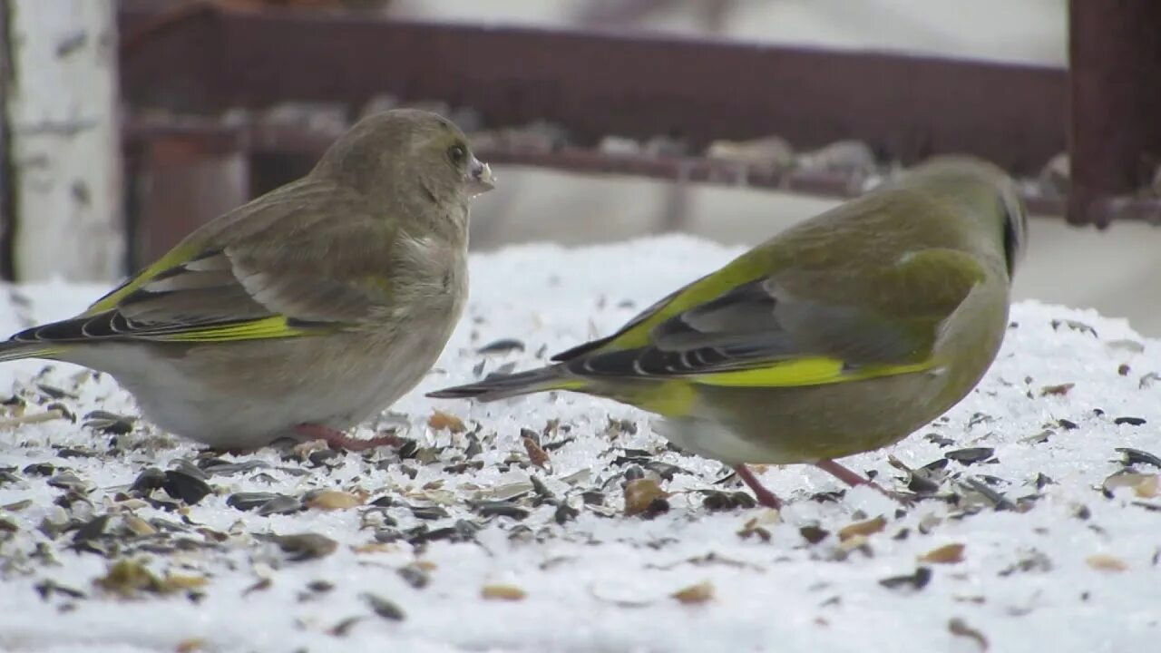 Птицы белгородской области фото 2 Greenfinch in Chernyanka, Belgorod region, Russia 29.01.2019 - YouTube