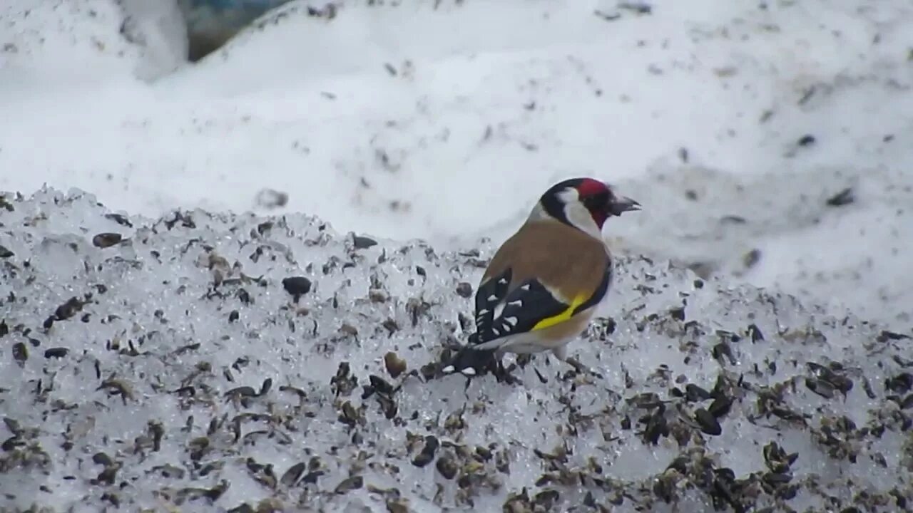 Птицы белгородской области фото Goldfinch invasion in Belgorod region, Russia file 9471 - YouTube