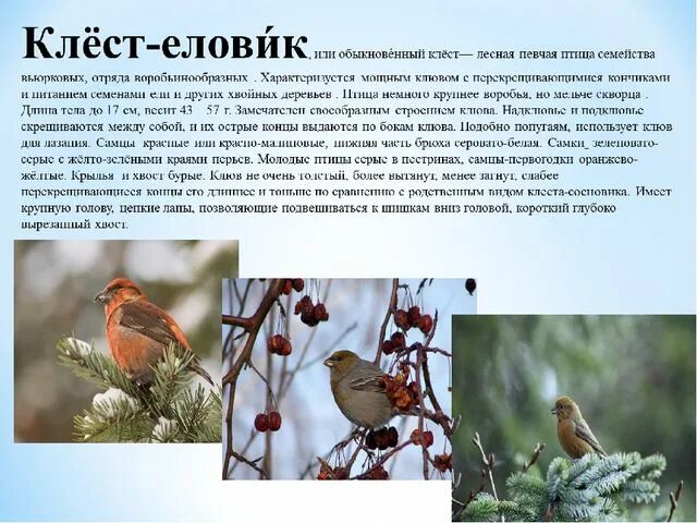 Птицы белгородской области фото и описание Презентация "Зимующие птицы Белгородской области"