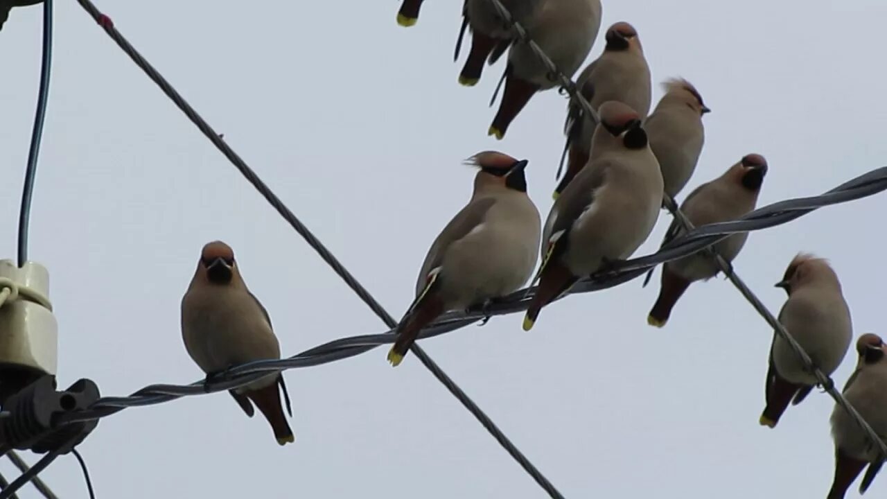 Птицы белгородской области фото с названиями Waxwing Belgorod, Russia ULTRAZOOM file 4949 - YouTube