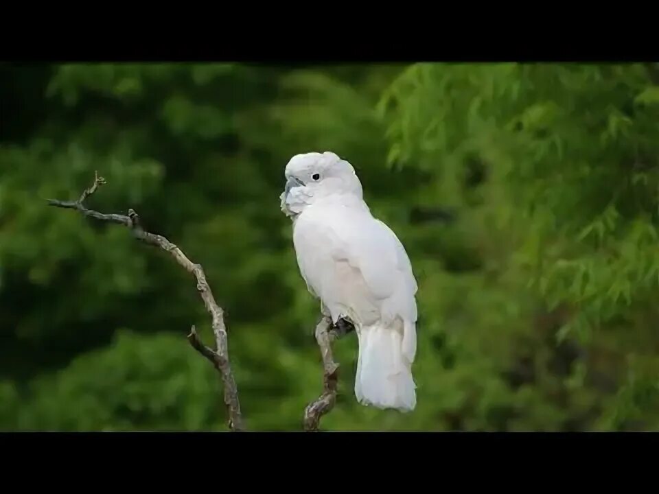 Птицы белого цвета фото Cockatoo I A cockatoo is a parrot from the bird family Cacatuidae. - YouTube