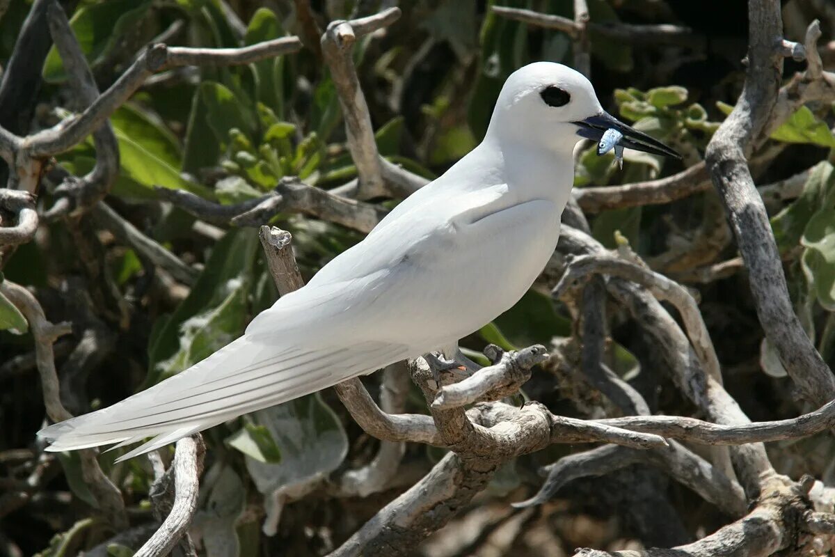 Птицы белого цвета фото Файл:White tern with fish.jpg - Википедия