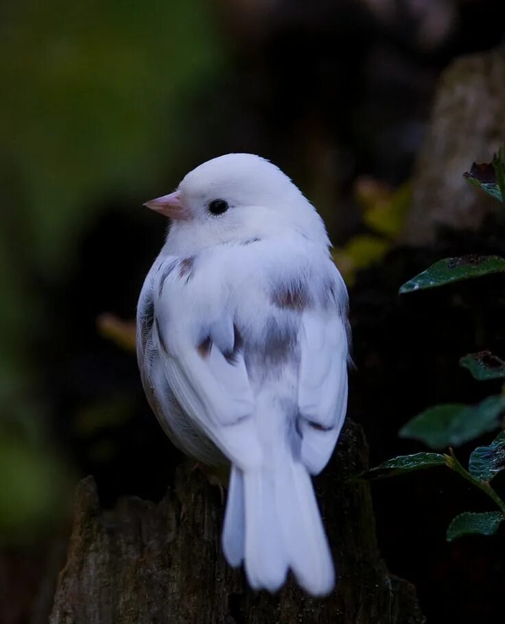 Птицы белого цвета фото Leucistic mutation dark-eyed junco (Junco hyemalis) Beautiful birds, Birds, Natu