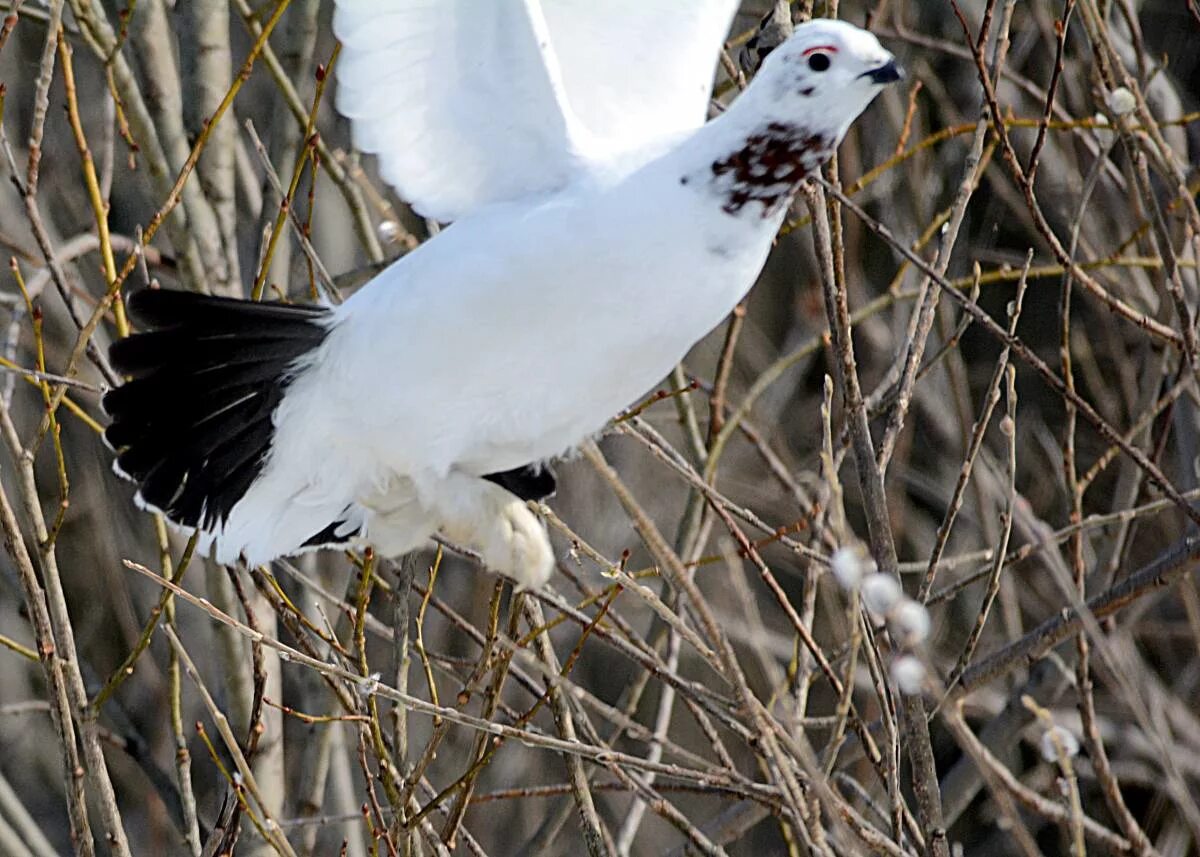 Птицы белого цвета фото Willow Ptarmigan (Lagopus lagopus). Birds of Siberia.