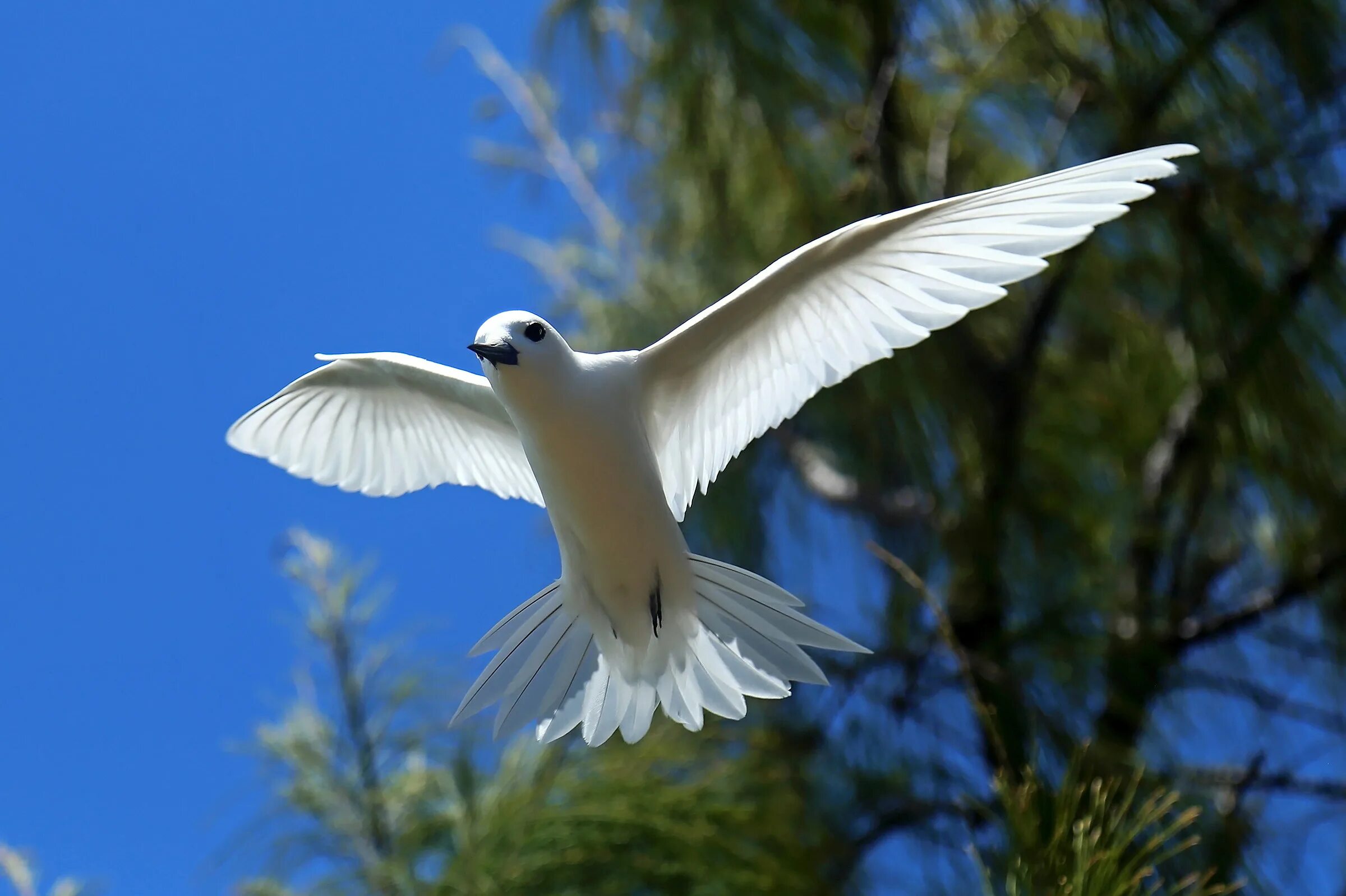 Птицы белого цвета фото THE VIRGIN BIRD. White Tern (Gygis alba) JuzaPhoto