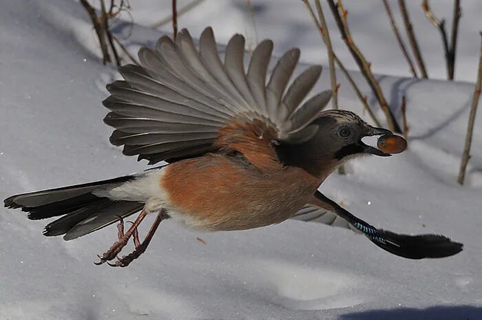 Птицы брянской области фото Photo Gallery - Birds - страница 2