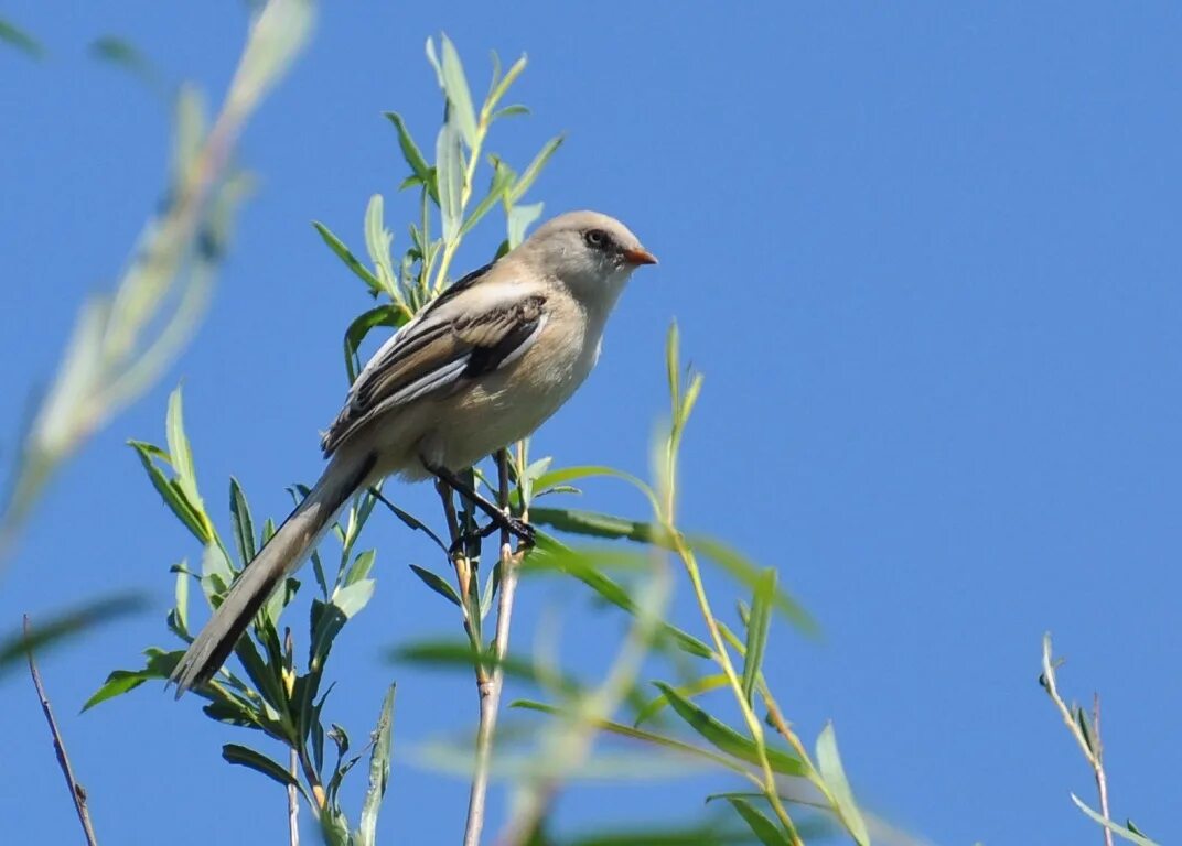 Птицы бурятии фото Bearded Tit (Panurus biarmicus). Birds of Siberia.