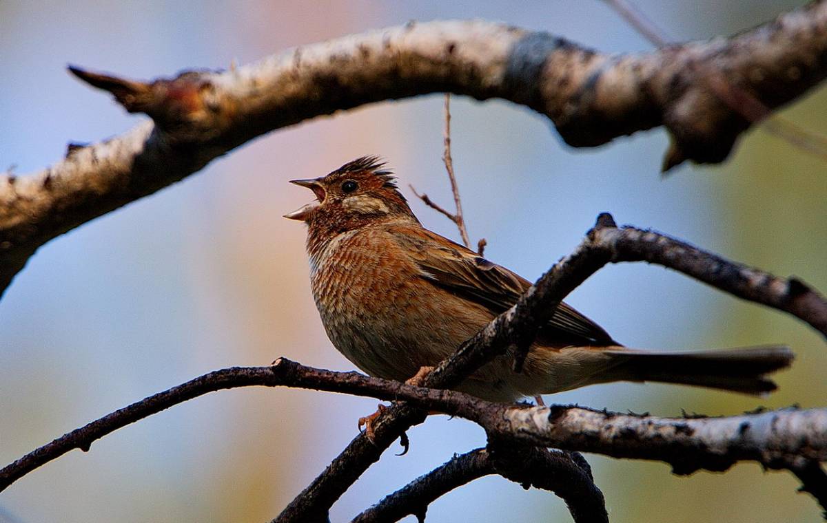 Птицы бурятии фото Белошапочная овсянка (Emberiza leucocephala). Птицы Сибири.