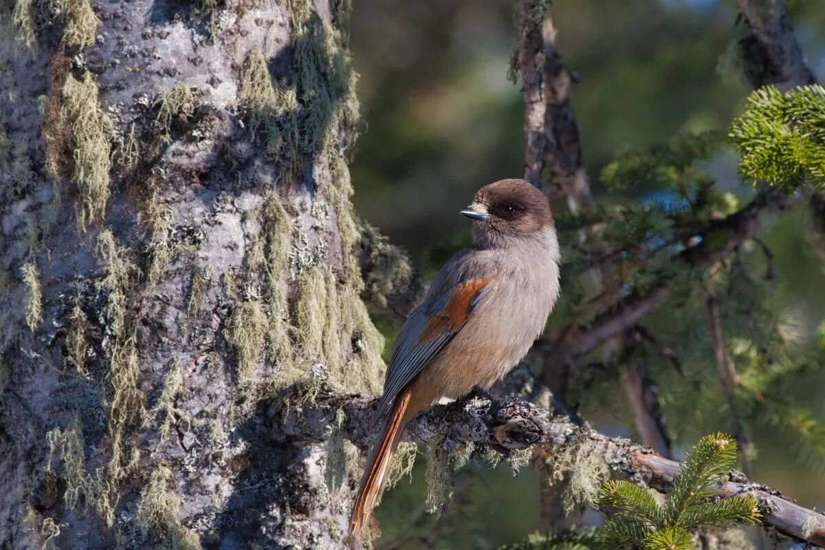 Птицы бурятии фото Siberian Jay (Perisoreus infaustus). Birds of Siberia.