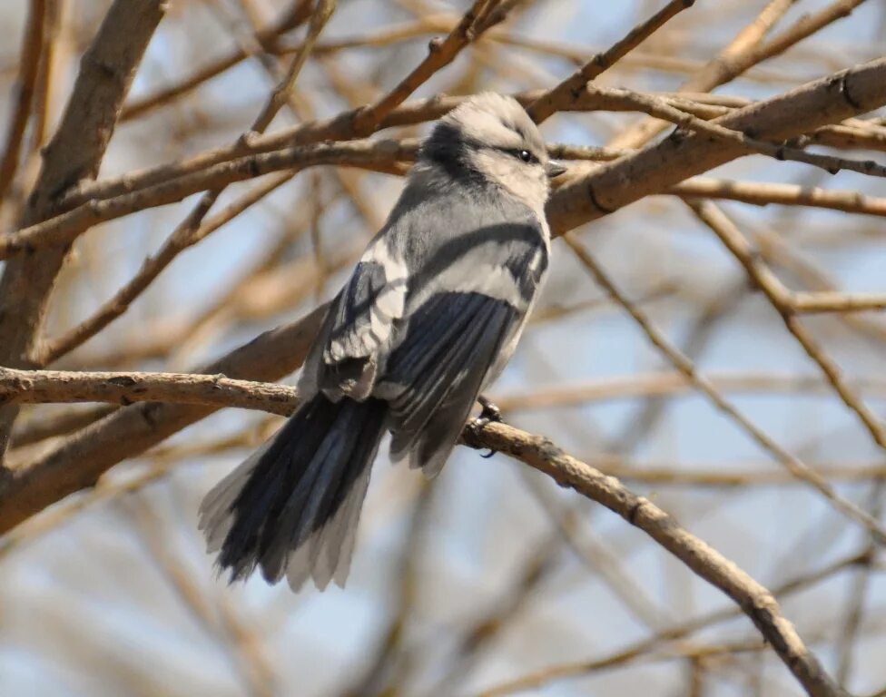 Птицы бурятии фото Azure Tit (Parus cyanus). Birds of Siberia.