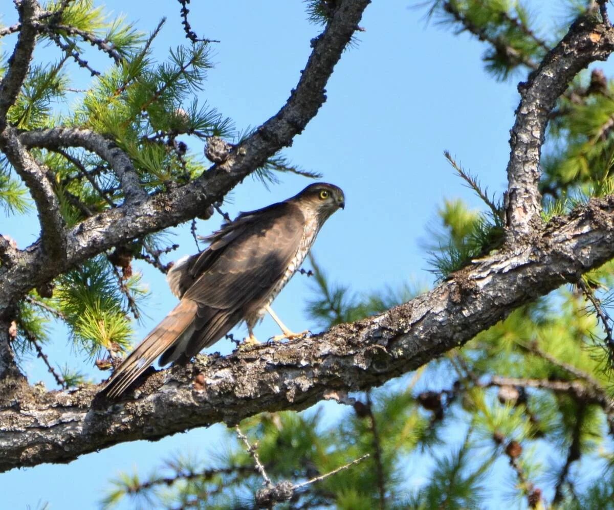 Птицы бурятии фото Common Sparrowhawk (Accipiter nisus). Birds of Siberia.