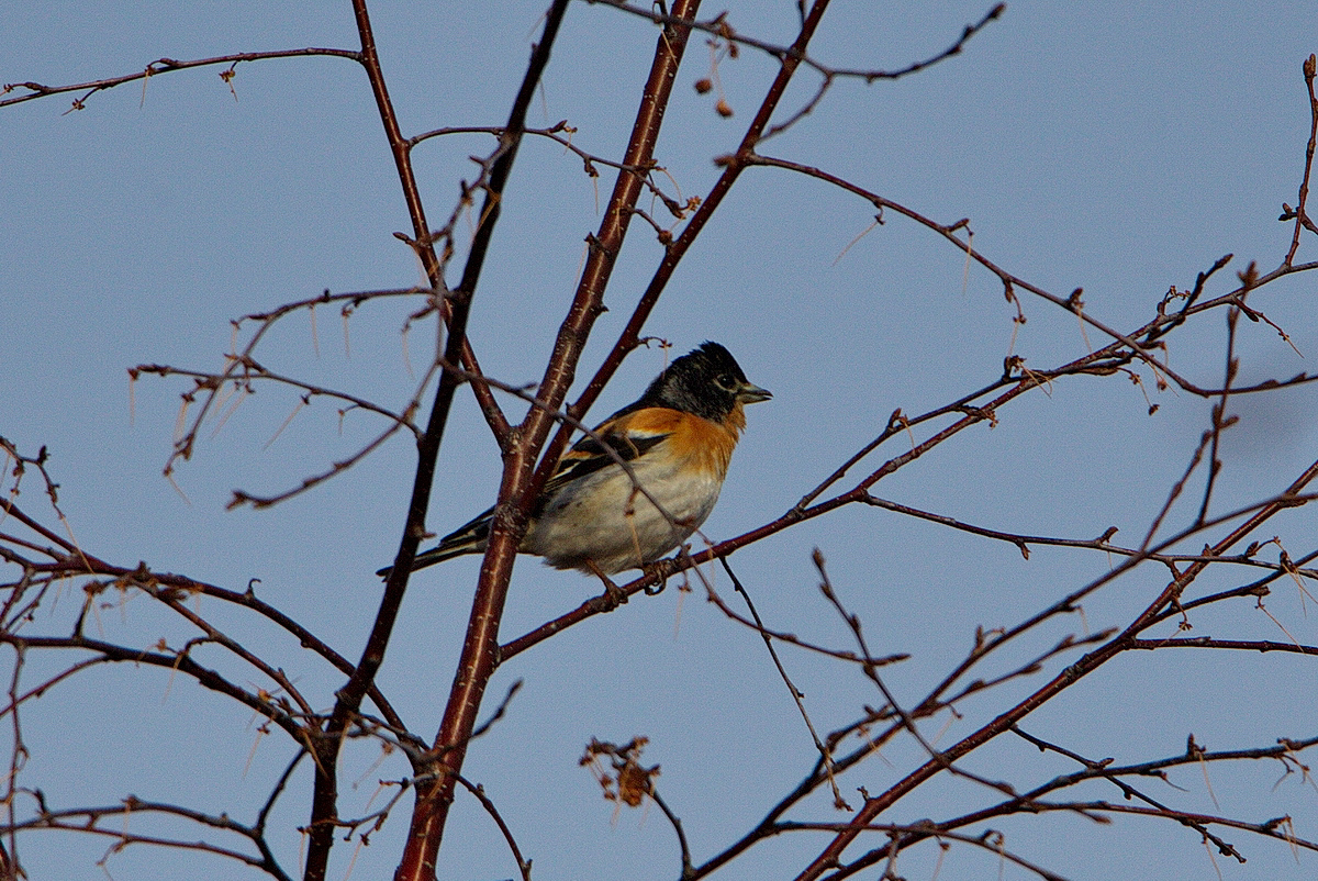 Птицы бурятии фото Brambling (Fringilla montifringilla). Birds of Siberia.