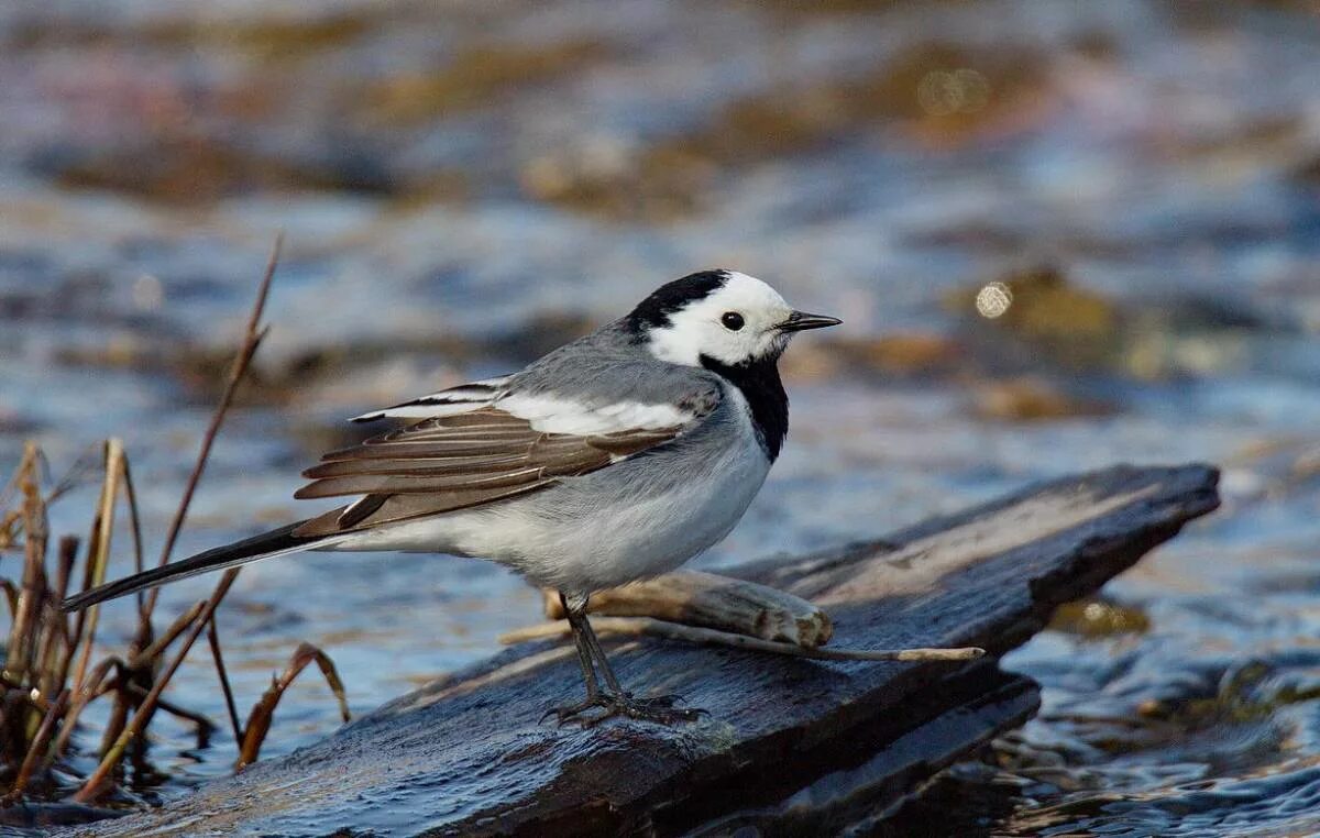 Птицы бурятии фото White Wagtail (Motacilla alba baicalensis). Birds of Siberia.