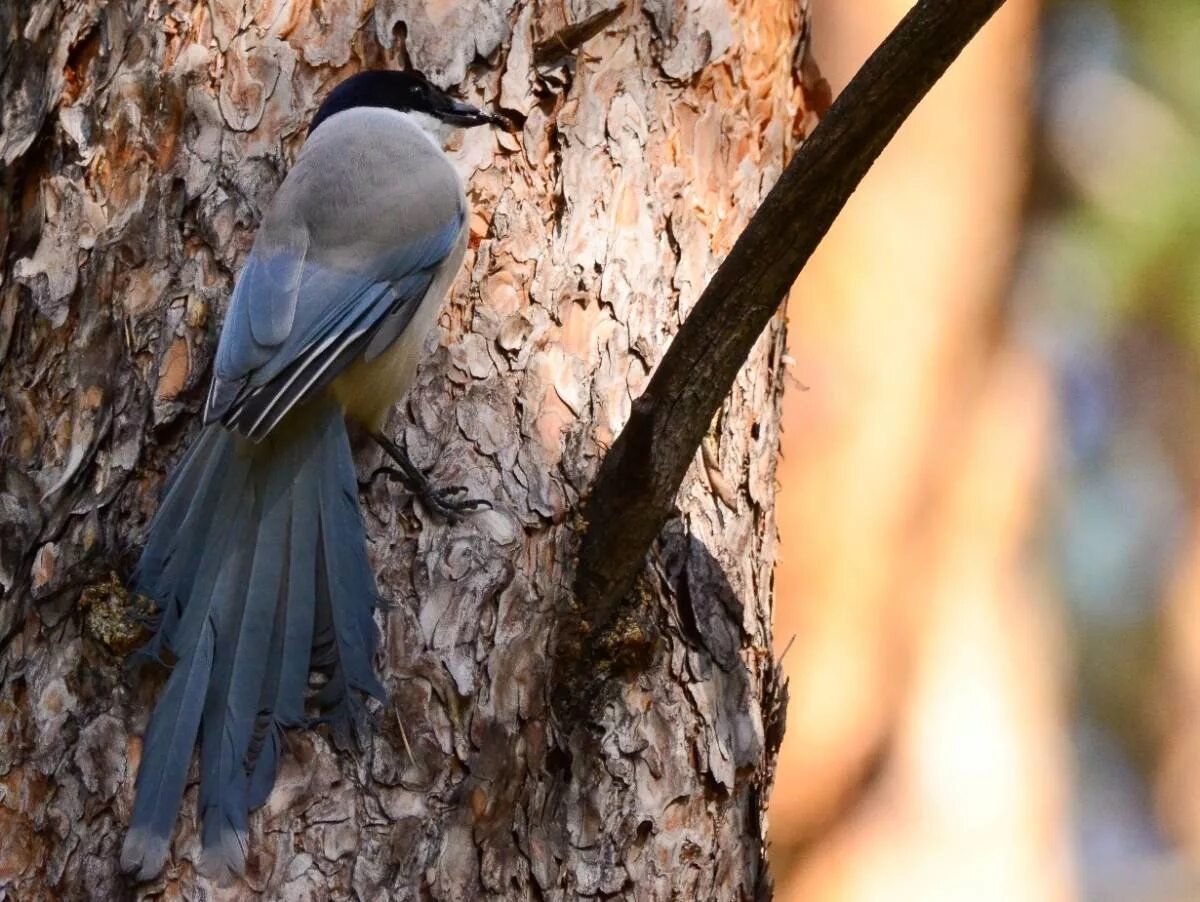 Птицы бурятии фото Azure-winged Magpie (Cyanopica cyanus). Birds of Siberia.