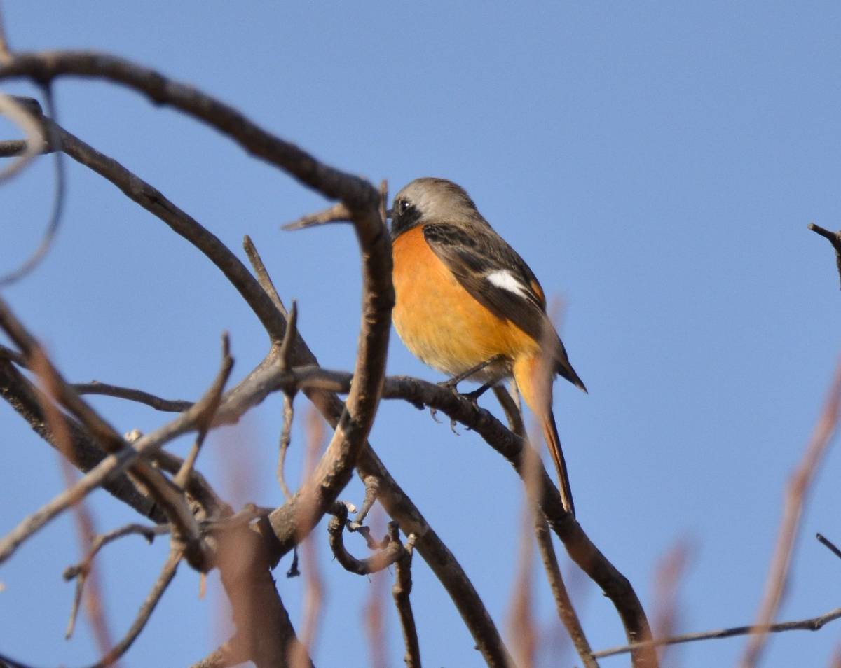 Птицы бурятии фото Daurian Redstart (Phoenicurus auroreus). Birds of Siberia.