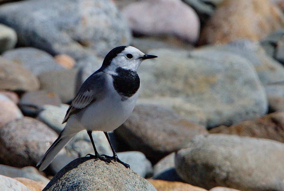 Птицы бурятии фото White Wagtail (Motacilla alba baicalensis). Birds of Siberia.