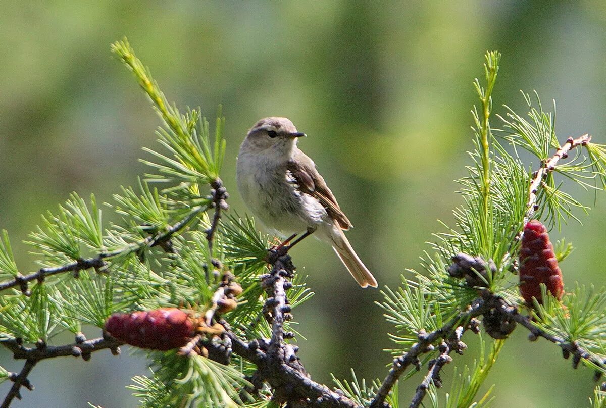 Птицы бурятии фото Hume's Warbler (Phylloscopus humei). Birds of Siberia.