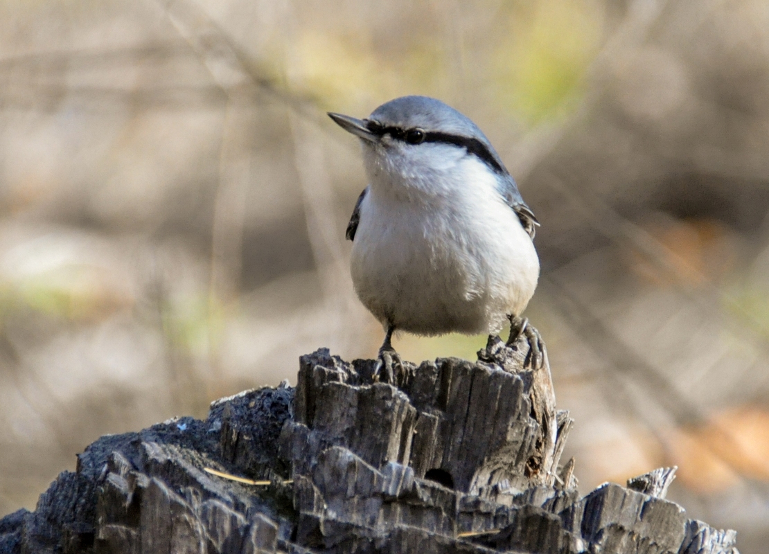 Птицы бурятии фото Eurasian Nuthatch (Sitta europaea). Birds of Siberia.