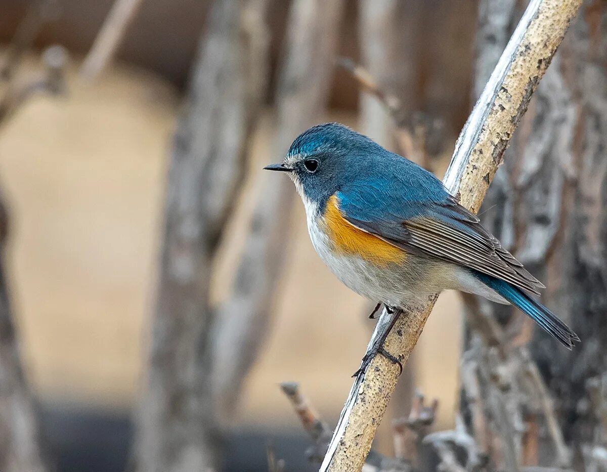 Птицы бурятии фото Red-flanked Bluetail (Tarsiger cyanurus). Birds of Siberia.