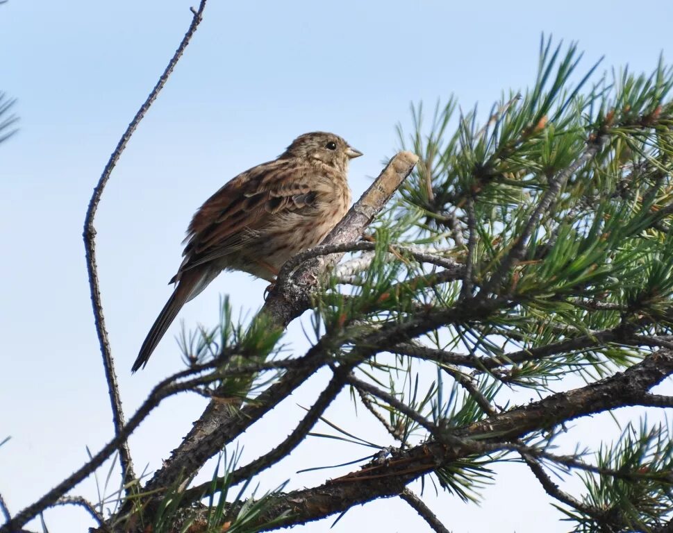 Птицы бурятии фото Pine Bunting (Emberiza leucocephala). Birds of Siberia.