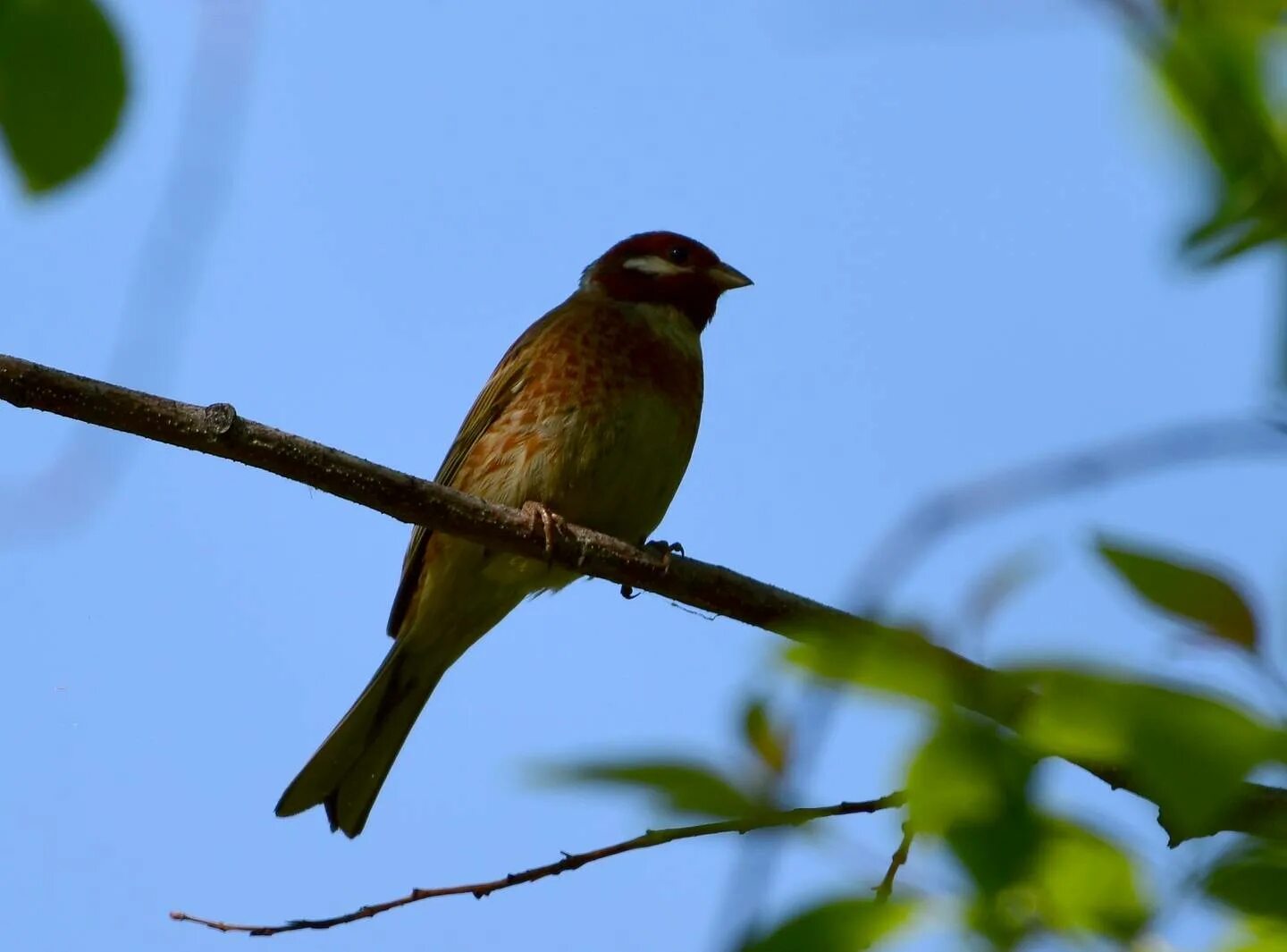 Птицы бурятии фото Pine Bunting (Emberiza leucocephala). Birds of Siberia.