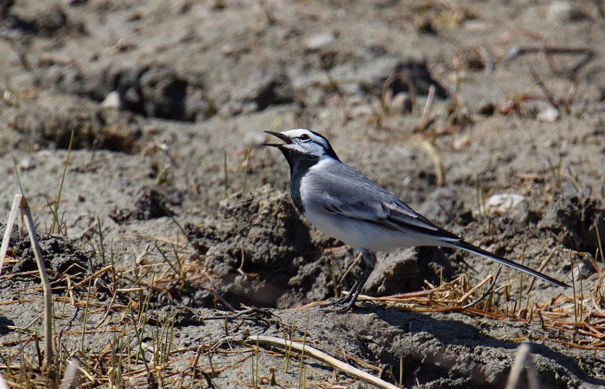 Птицы бурятии фото с названием White Wagtail (Motacilla alba ocularis). Birds of Siberia.