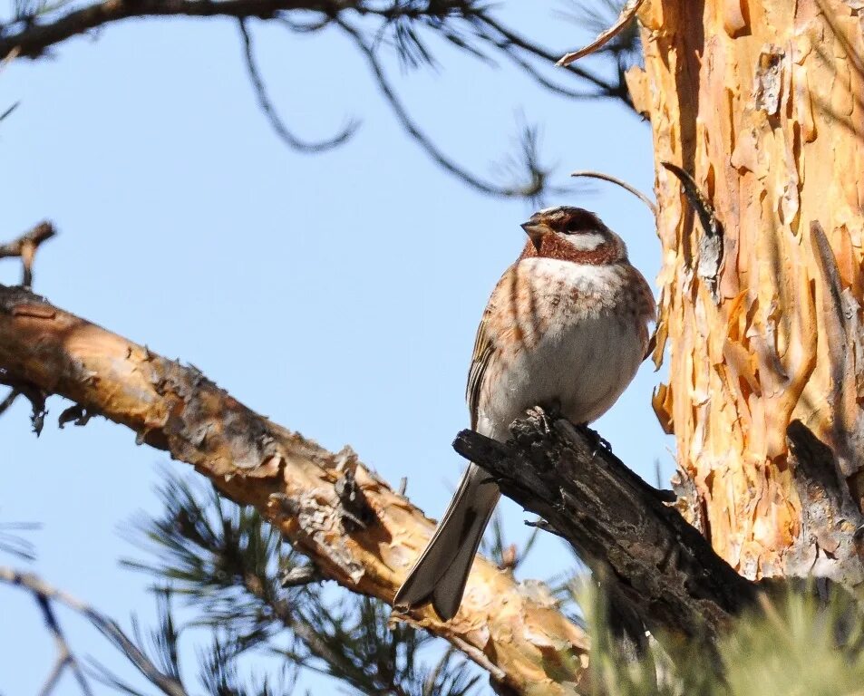 Птицы бурятии фото с названием Pine Bunting (Emberiza leucocephala). Birds of Siberia.