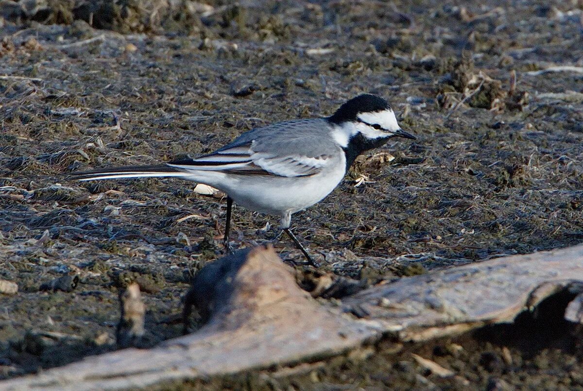 Птицы бурятии фото с названием White Wagtail (Motacilla alba ocularis). Birds of Siberia.