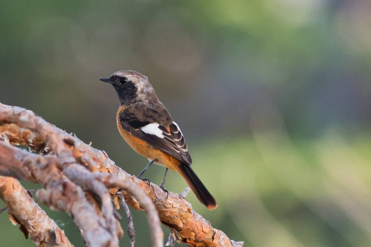 Птицы бурятии фото с названием Daurian Redstart (Phoenicurus auroreus). Birds of Siberia.