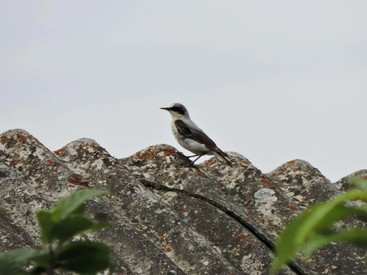 Птицы бурятии фото с названием Northern Wheatear (Oenanthe oenanthe). Birds of Siberia.