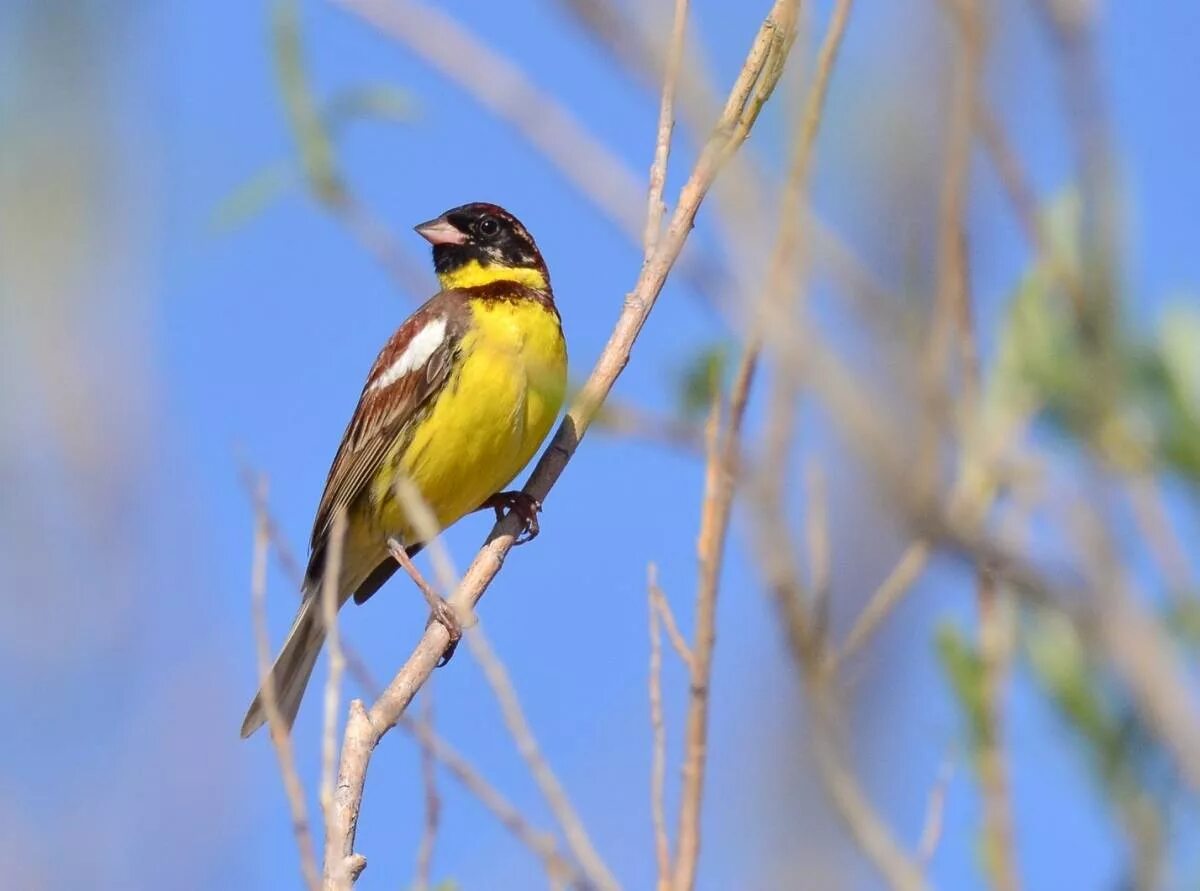 Птицы бурятии фото с названием Yellow-breasted Bunting (Ocyris aureola). Birds of Siberia.