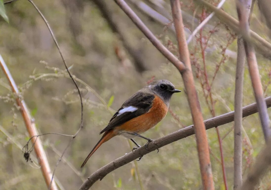 Птицы бурятии фото с названием Daurian Redstart (Phoenicurus auroreus). Birds of Siberia.