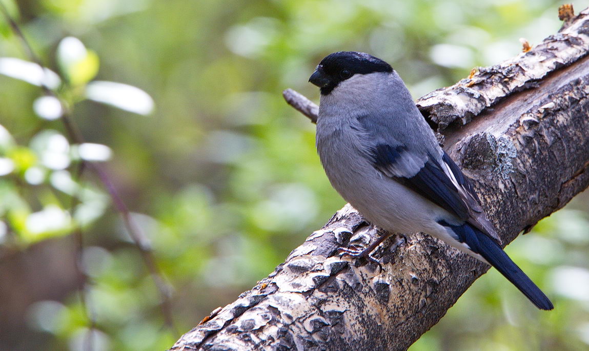 Птицы бурятии фото с названием Baikal Bullfinch (Pyrrhula cineracea). Birds of Siberia.